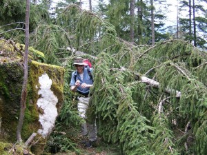 Fallen Tree