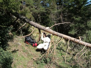 Another Fallen Tree