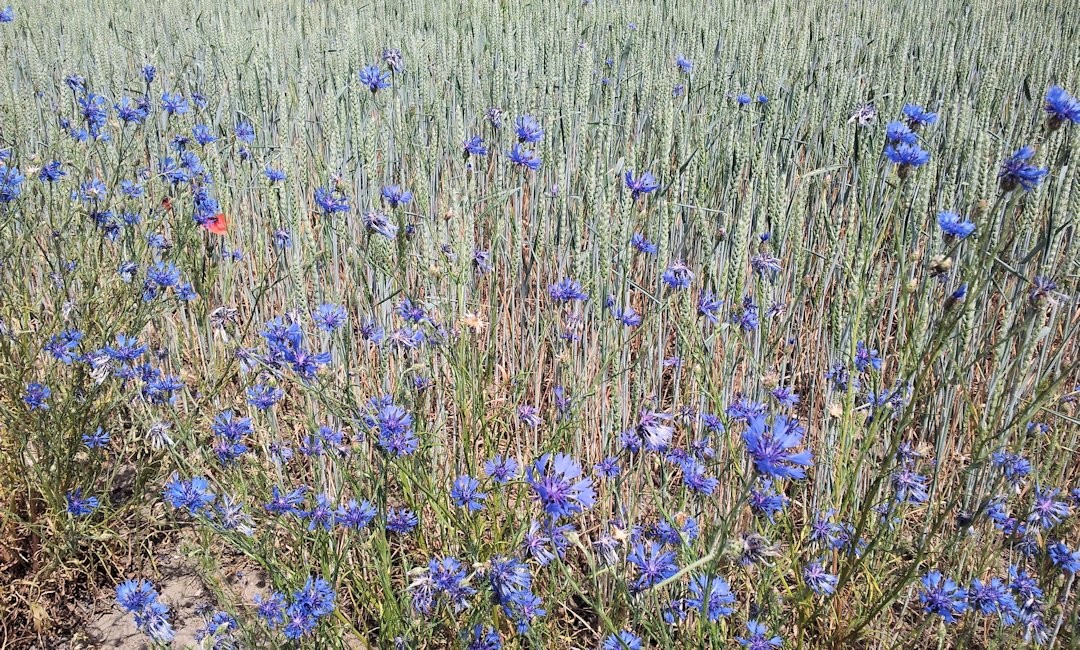 Roadside Meadow Flowers