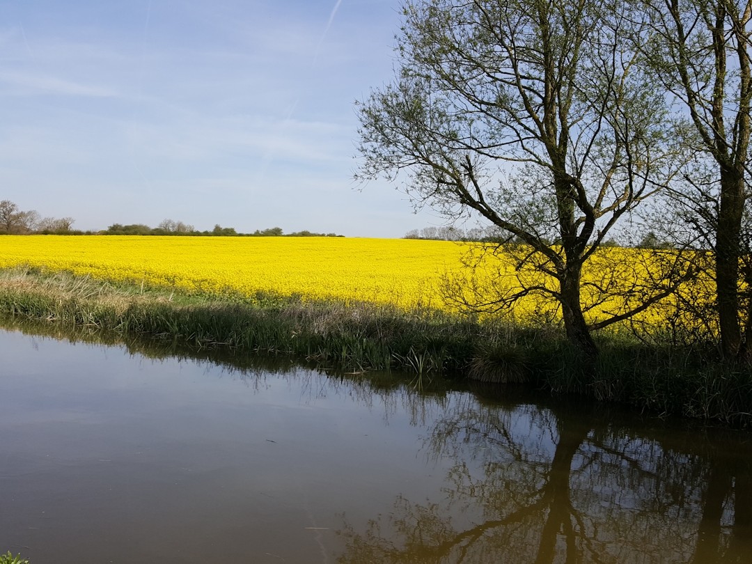 Blue, yellow and brown