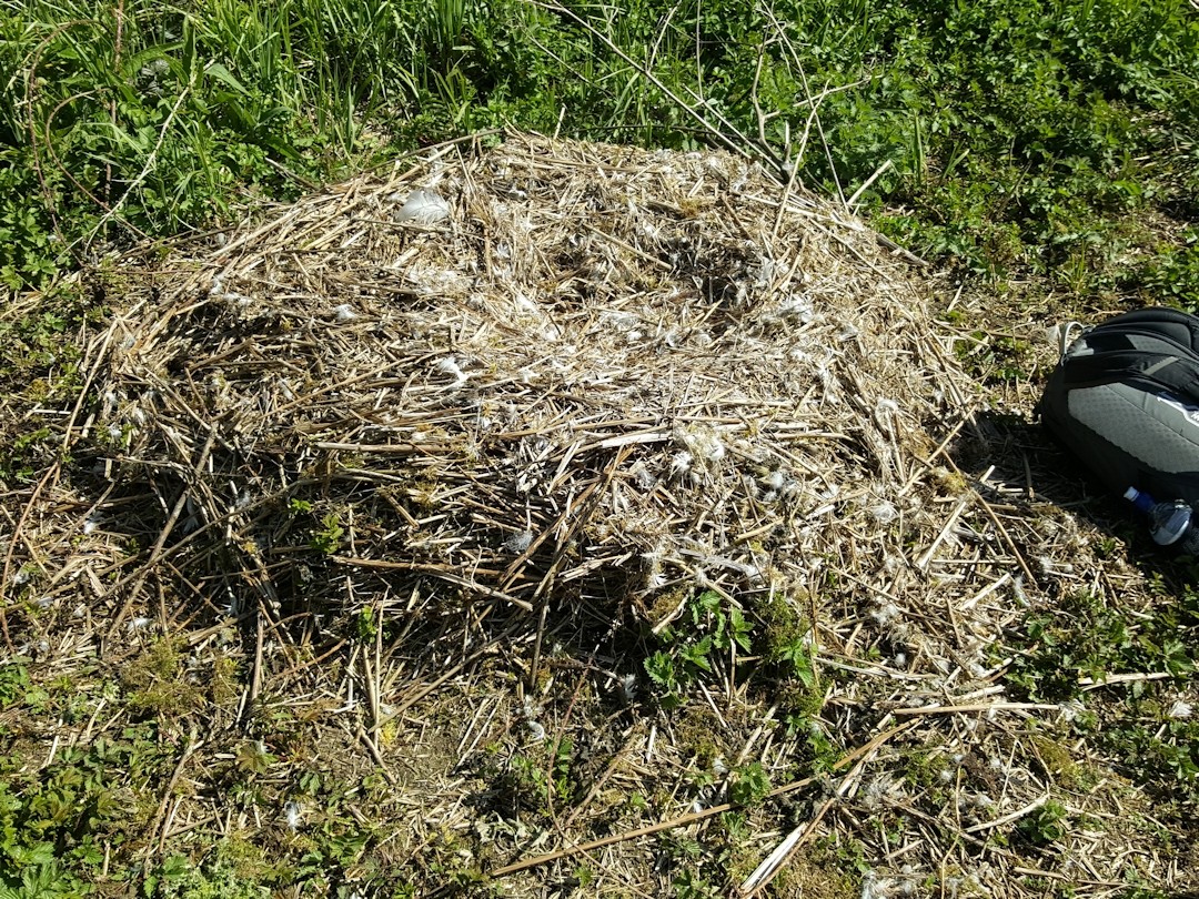 The nest - no swan or eggs