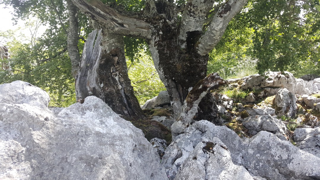 Trees and rocks