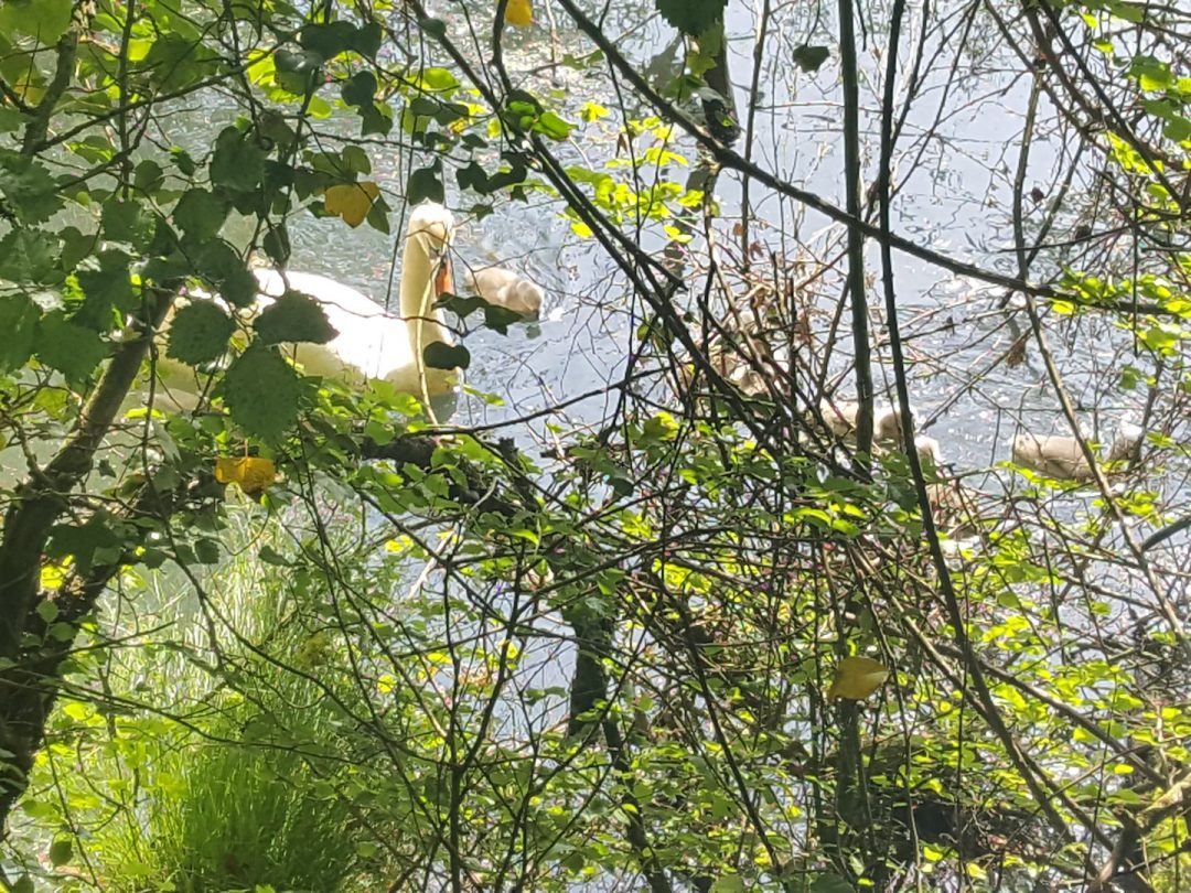 Swan & cygnets on the Cherwell