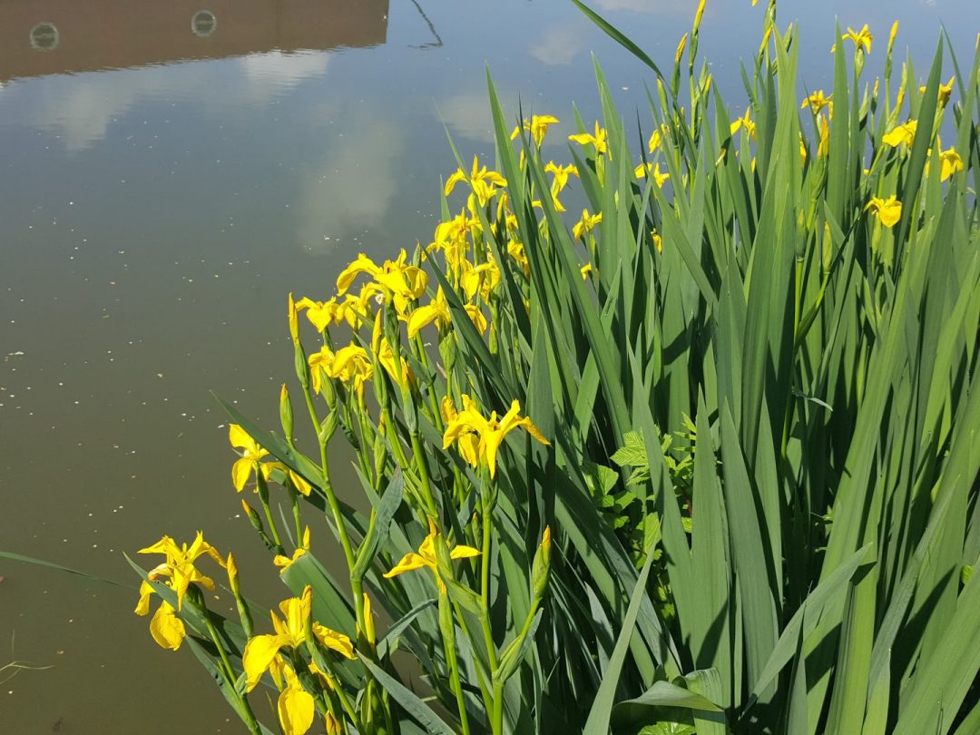 Yellow irises