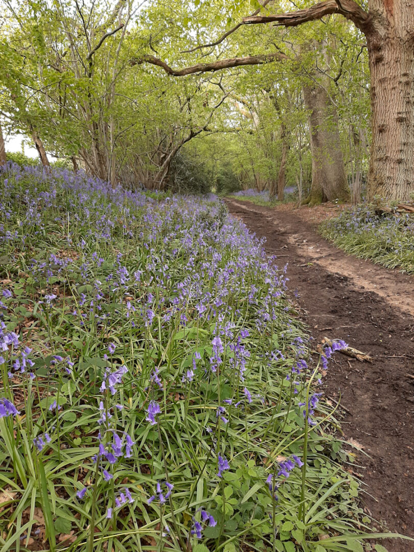 path with bluebells