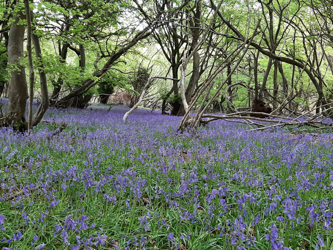 Bluebells in old woodland
