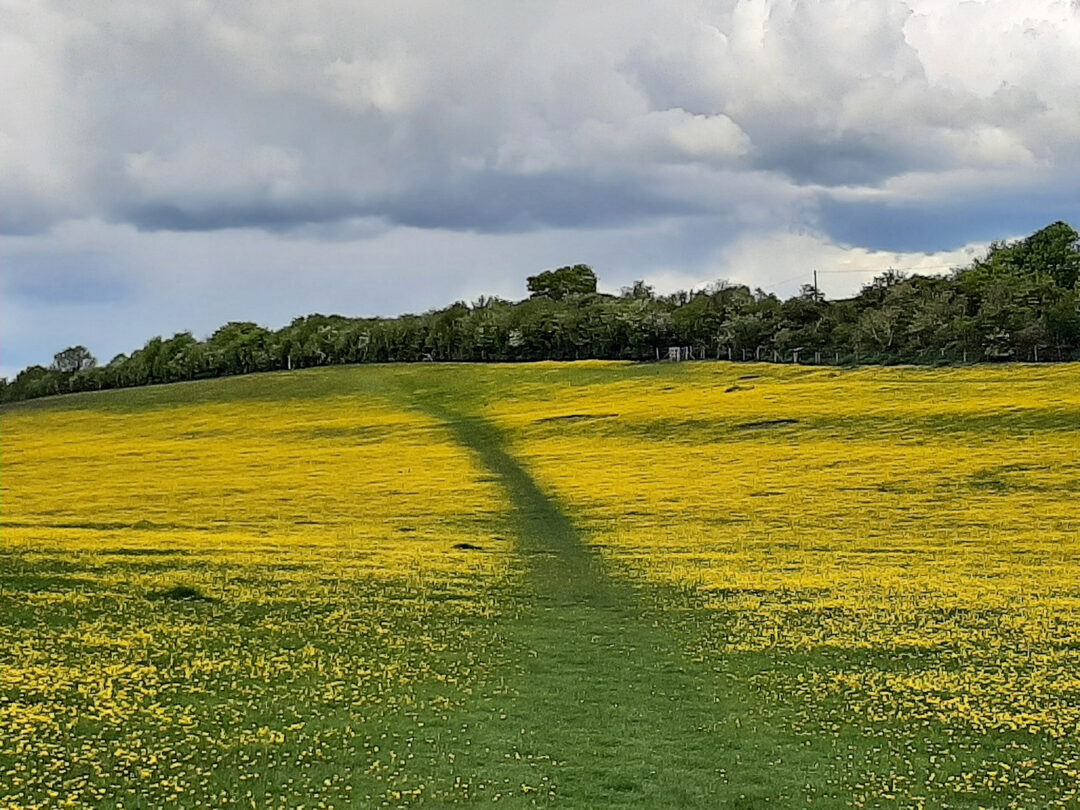 Buttercup path, Cow Common, Ewelme