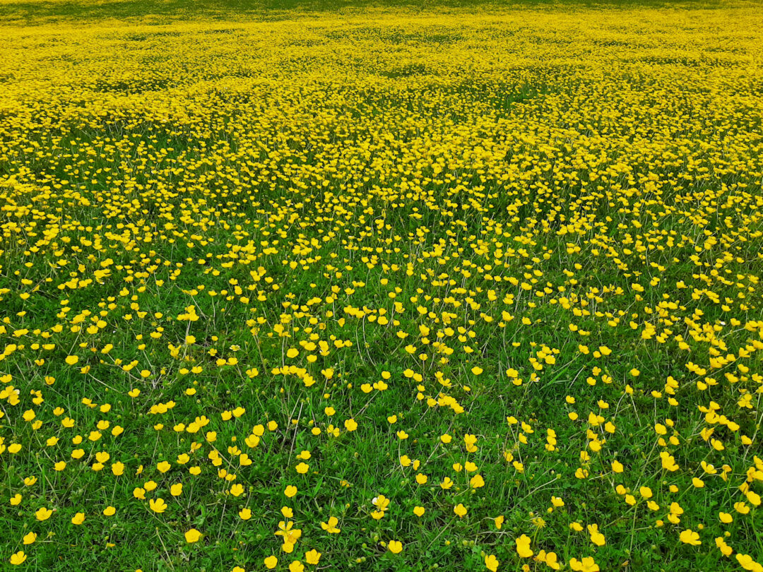 Buttercup on Cow Common, Ewelme