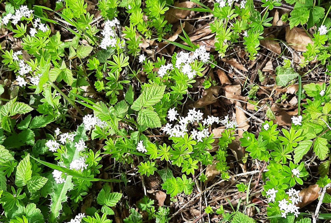 Sweet Woodruff