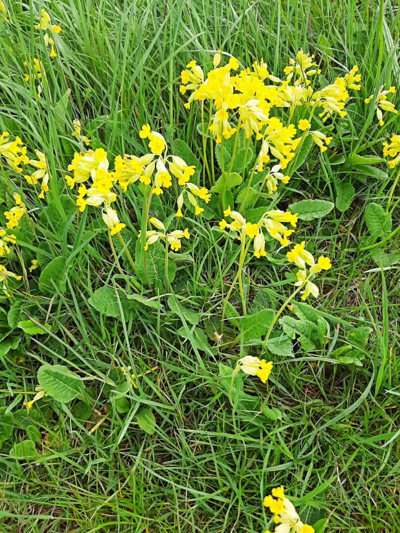 Cowslips