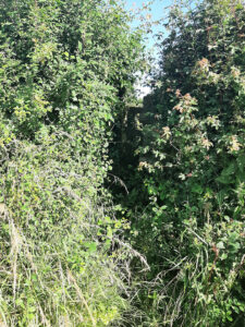 Overgrown hedge and stile