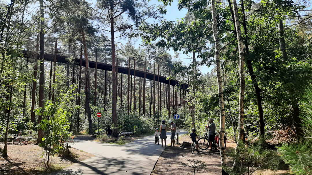 A few people standing at the start of a cycle path high in the treetops