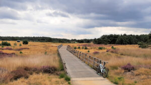 A wooden causeway across brown heathland with a forest in the distance