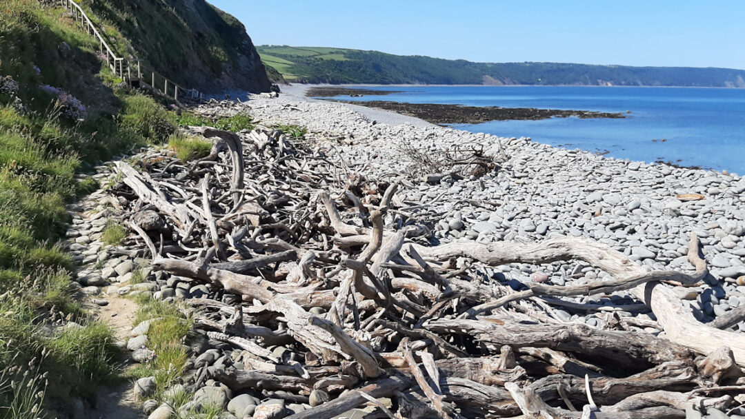 Low cliffs on the left above a stony beach covered with old bleached tree trunks and branches