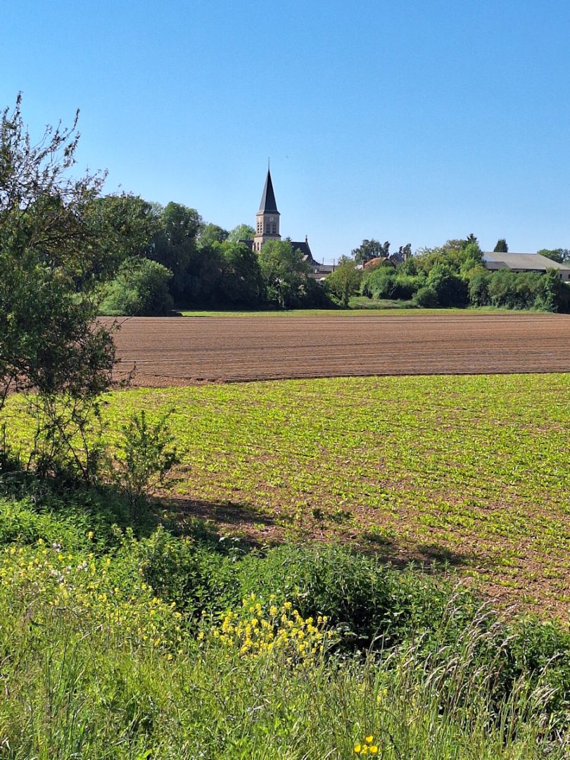 A distant church spire and cluster of houses and trees seen across a level green field under a clear blue sky.