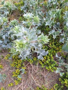 Low-growing spiny thistle and a ground-hugging green succulent plant growing on coarse dry sand