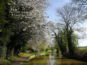 Profusion of blossom