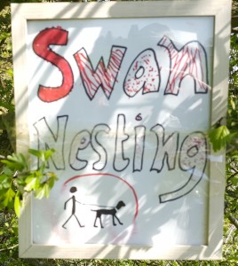 Swan nesting