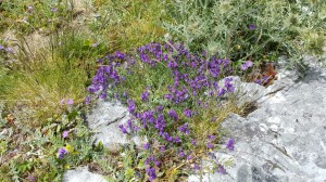 Alpine limestone flora (2)