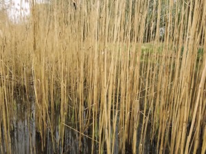 Last year's bullrushes