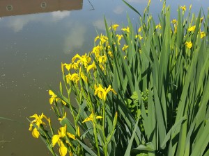 Yellow irises 