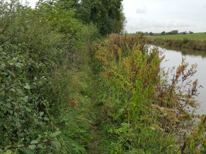 Overgrown towpath 