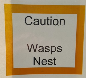 Wasps nest 
