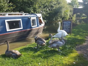 Swans at the Barley Mow