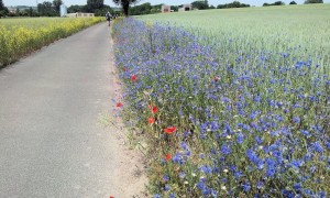 Roadside Meadow Flowers 