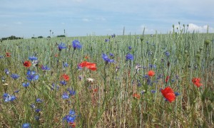 Roadside Meadow Flowers